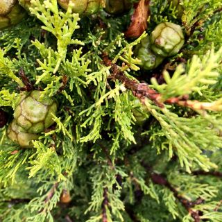 Cupressus Sempervirens